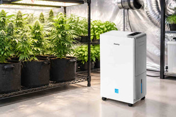 Best Dehumidifier for Grow Rooms: How to Control Humidity for Indoor Plants